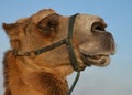 Camels head close-up against the blue sky Royalty Free Stock Photo