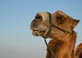Camels head close-up against the blue sky Royalty Free Stock Photo