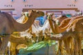 Camels held in captivity in a cage in the camel market of Al Ain. Camels are mainly used for transportation and for camel racing