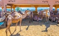 Camels held in captivity in a cage in the camel market of Al Ain. Camels are mainly used for transportation and for