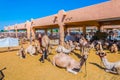 Camels held in captivity in a cage in the camel market of Al Ain. Camels are mainly used for transportation and for