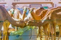 Camels held in captivity in a cage in the camel market of Al Ain. Camels are mainly used for transportation and for