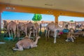 Camels held in captivity in a cage in the camel market of Al Ain. Camels are mainly used for transportation and for camel racing