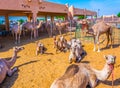 Camels held in captivity in a cage in the camel market of Al Ain. Camels are mainly used for transportation and for camel racing