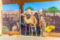 Camels held in captivity in a cage in the camel market of Al Ain. Camels are mainly used for transportation and for camel racing