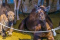 Camels held in captivity in a cage in the camel market of Al Ain. Camels are mainly used for transportation and for camel racing