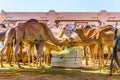 Camels held in captivity in a cage in the camel market of Al Ain. Camels are mainly used for transportation and for camel racing