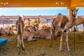 Camels held in captivity in a cage in the camel market of Al Ain. Camels are mainly used for transportation and for