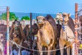 Camels held in captivity in a cage in the camel market of Al Ain. Camels are mainly used for transportation and for