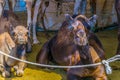 Camels held in captivity in a cage in the camel market of Al Ain. Camels are mainly used for transportation and for