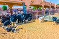 Camels held in captivity in a cage in the camel market of Al Ain. Camels are mainly used for transportation and for