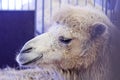 Camels held in captivity in a cage