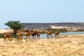 Camels in the highlands of Salalah, Dhofar, Oman