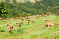 Camels in the highlands of Salalah, Dhofar, Oman