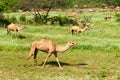 Camels in the highlands of Salalah, Dhofar, Oman