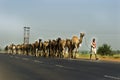 Camels on highway in India