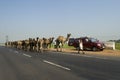 Camels on highway in India Royalty Free Stock Photo