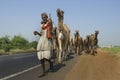 Camels on highway in India Royalty Free Stock Photo