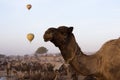 Camels with hot air balloons in Pushkar Camel fair