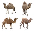 Camels isolated on white Royalty Free Stock Photo