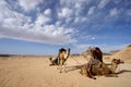 Camels in Jordan desert Royalty Free Stock Photo