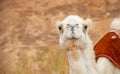 Camels in the Wadi Rum desert in Jordan Royalty Free Stock Photo