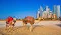 The camels on Jumeirah beach and skyscrapers in the backround in Dubai