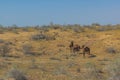 Camels at Karakum desert in Turkmenist Royalty Free Stock Photo