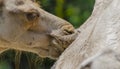 Camels kiss