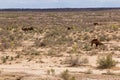 Camels in Kyzylkum desert, Uzbekist