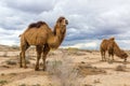Camels at Kyzylkum Desert in Uzbekist