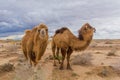 Camels at Kyzylkum Desert in Uzbekist