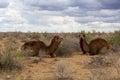 Camels in Kyzylkum desert, Uzbekist