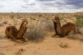 Camels in Kyzylkum desert, Uzbekist