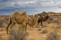 Camels in Kyzylkum desert, Uzbekist