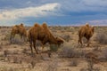 Camels at Kyzylkum Desert in Uzbekist