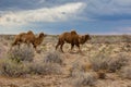 Camels in Kyzylkum desert, Uzbekist