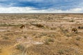 Camels at Kyzylkum Desert in Uzbekist