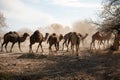 lots of camels to graze in nature.. Camels at Kyzylkum Desert in Uzbekistan.