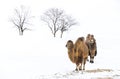 Camels in a landscape of winter Mongolia Royalty Free Stock Photo