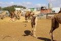 Camels live in a Bedouin village in the Negev desert in southern Israel