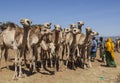 Camels at livestock market. Babile. Ethiopia. Royalty Free Stock Photo