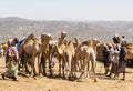 Camels at livestock market. Babile. Ethiopia. Royalty Free Stock Photo