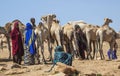 Camels at livestock market. Babile. Ethiopia. Royalty Free Stock Photo