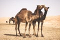 Camels in the liwa desert in Abu Dhabi Royalty Free Stock Photo