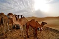 Camels in Liwa desert