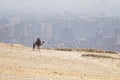 Camels with a local Bedouin walk through desert near the Great Pyramid of Khufu in Giza against backdrop of the city of Cairo,
