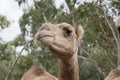 this is a close up of a camel