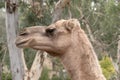 this is a close up of a camel