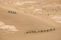 Camels are marching in the desert Royalty Free Stock Photo